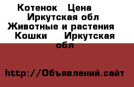 Котенок › Цена ­ 1 - Иркутская обл. Животные и растения » Кошки   . Иркутская обл.